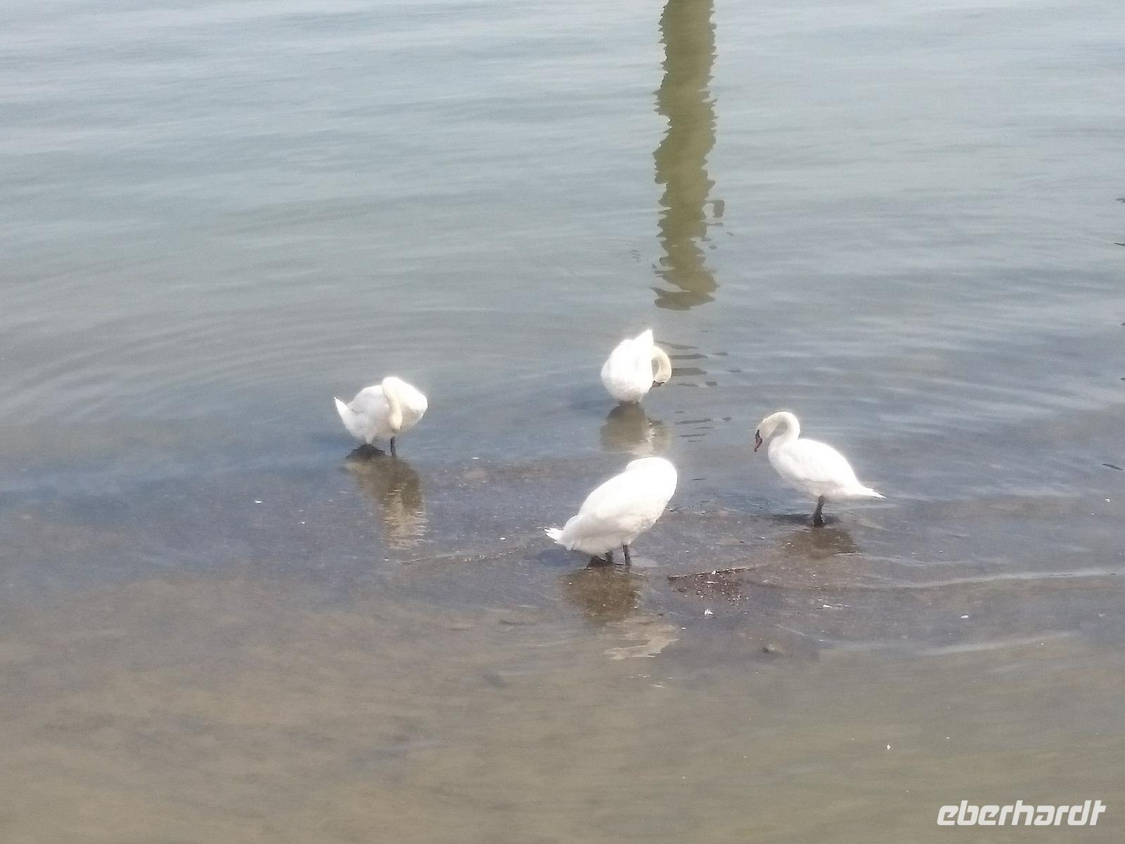 Zemono bei Beograd - Donauufer