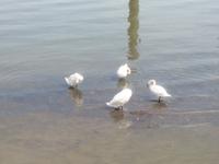 Zemono bei Beograd - Donauufer