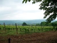 Weinland Zentralserbien