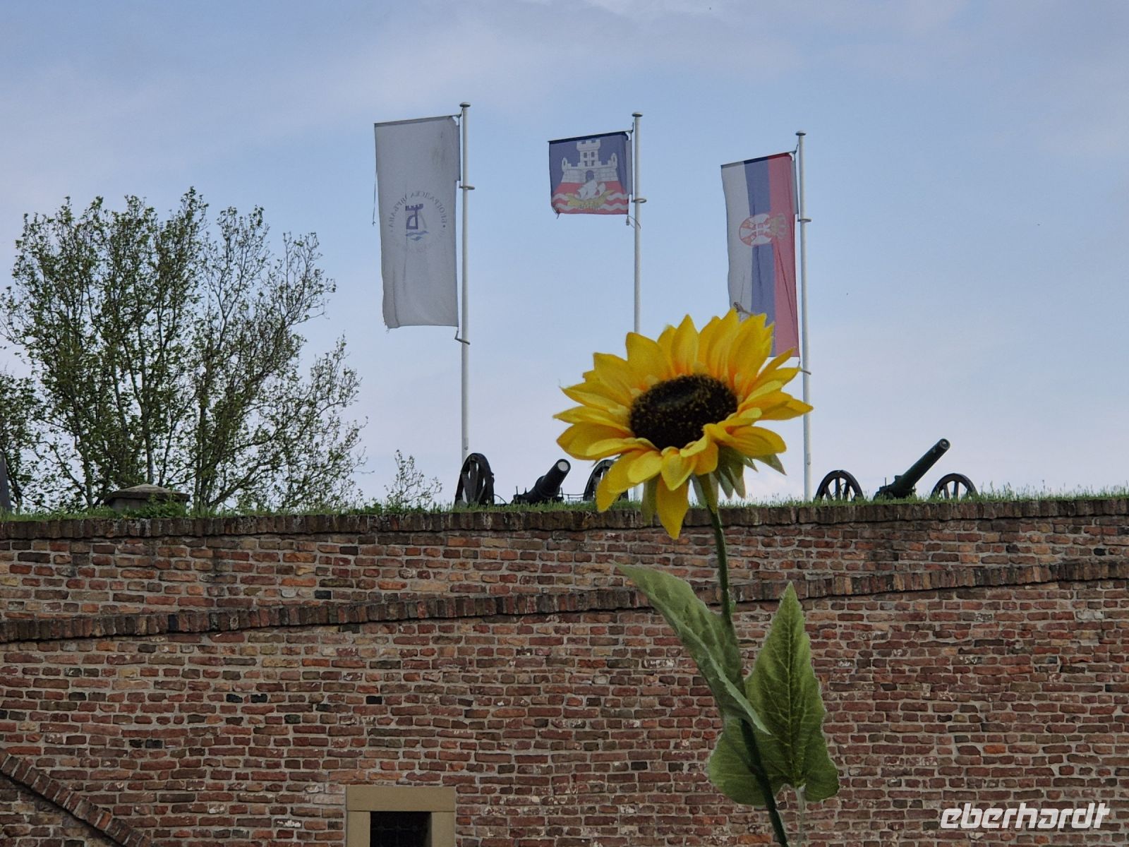 Tag 2 - Belgrad - Bogdankas Sonnenblume omnipräsent