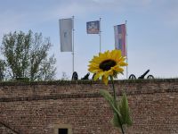 Tag 2 - Belgrad - Bogdankas Sonnenblume omnipräsent
