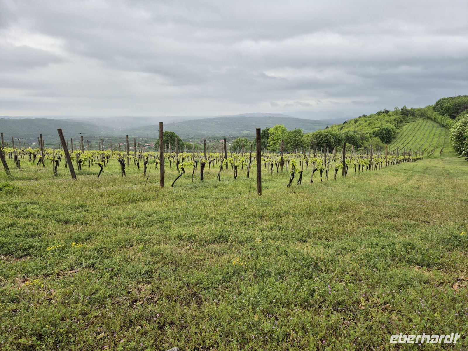 Tag 3 - Topola - Weinberge wohin das Auge reicht