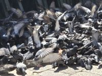 Tag 8 - Dubrovnik - Eindrücke   (25)