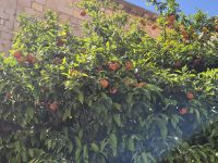 Tag 8 - Dubrovnik - Eindrücke   (28)