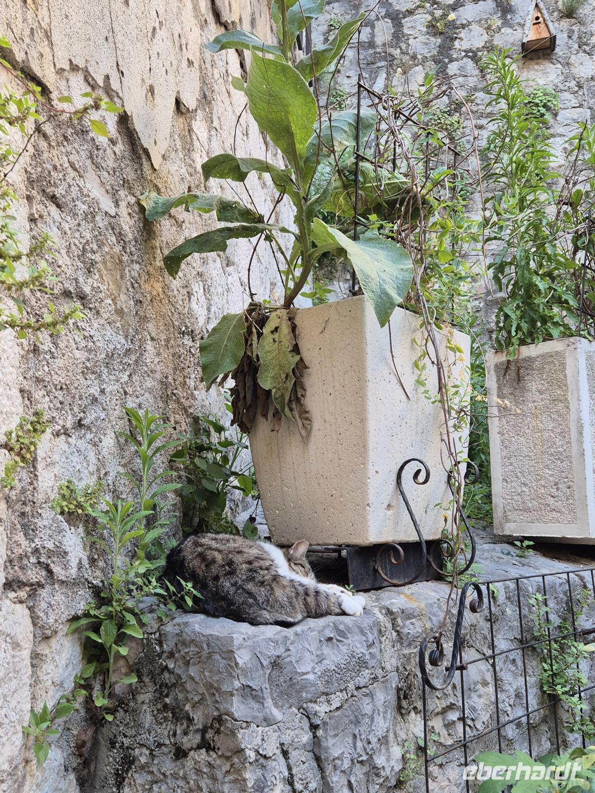 Tag 8 - Stadtbesichtigung - Kotor - Stadt der Katzen (1)