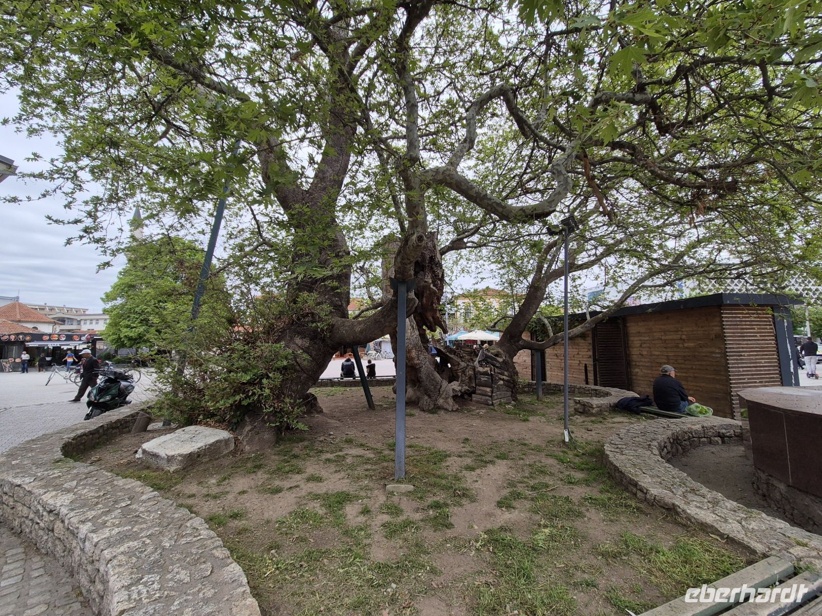 Tag 11 - Ohrid - Stadtbesichtigung  - Eindrücke (37) - Ohrids alte Platane