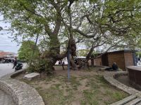 Tag 11 - Ohrid - Stadtbesichtigung  - Eindrücke (37) - Ohrids alte Platane