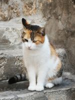 Auch ein Bewohner Dubrovniks