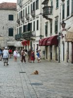 Teil vom Kotor, im Vordergrund einer der vielen Bewohnern der Stadt