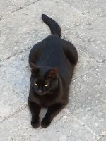 Katzen sind in Kotor willkommen! &ndash; &copy; Wolfgang Eckert (Eberhardt TRAVEL)