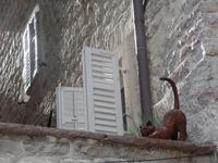 Kotor