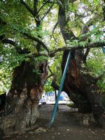 Morgenländische Platane in Ohrid - ein Methusalem zwischen den Bäumen