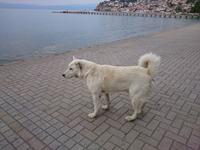 Ohrid - mein Revier