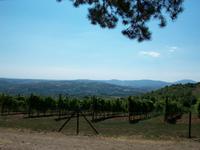 Oplenac, Weinberge