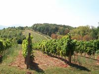 Oplenac, Weinberge