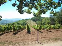 Topola