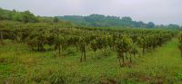 Weinanbau bei Topola
