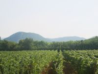 Weinrebe 