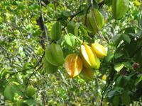  Karambola bzw. Sternfrucht