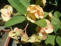 Kreolisches Restaurant Marie Antoinette auf Mahé