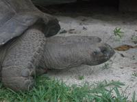 New Emerald Cove Hotel auf Praslin