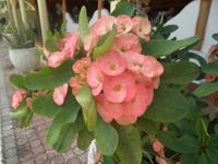 Mittagessen im Britannia Hotel auf Praslin