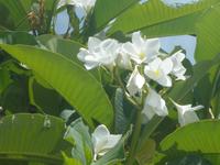 Mittagessen im Britannia Hotel auf Praslin