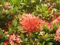 Mittagessen im Britannia Hotel auf Praslin