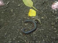 Ausflug Drei Inseln: Cousin, Curieuse und St. Pierre