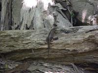 Ausflug Drei Inseln: Cousin, Curieuse und St. Pierre