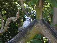 Ausflug Drei Inseln: Cousin, Curieuse und St. Pierre