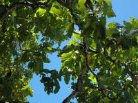 Ausflug Drei Inseln: Cousin, Curieuse und St. Pierre