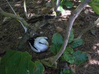 Ausflug Drei Inseln: Cousin, Curieuse und St. Pierre