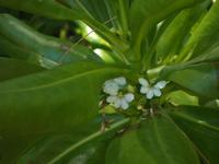 Ausflug Drei Inseln: Cousin, Curieuse und St. Pierre