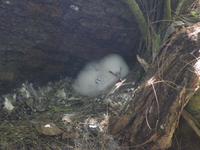 Ausflug Drei Inseln: Cousin, Curieuse und St. Pierre