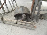 Ausflug Drei Inseln: Cousin, Curieuse und St. Pierre