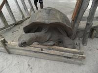 Ausflug Drei Inseln: Cousin, Curieuse und St. Pierre