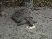 Ausflug Drei Inseln: Cousin, Curieuse und St. Pierre