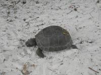 Ausflug Drei Inseln: Cousin, Curieuse und St. Pierre