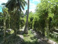 La Digue - Vanilleplantage