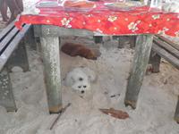 Ausflug auf Sister und Coco - Islands