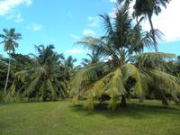 Ausflug auf Sister und Coco - Islands