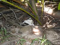 Aride Island - Ausflug zum Vogelschutzreservat