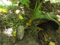 Aride Island - Ausflug zum Vogelschutzreservat