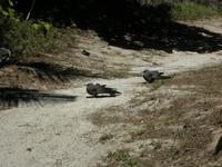 Aride Island - Ausflug zum Vogelschutzreservat
