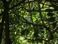 Aride Island - Ausflug zum Vogelschutzreservat