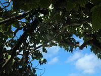 Aride Island - Ausflug zum Vogelschutzreservat