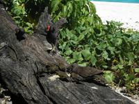 Aride Island - Ausflug zum Vogelschutzreservat