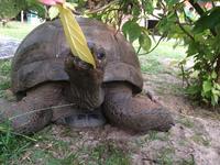 Landschilkröte auf dem Hotelgelände von Emerald cove