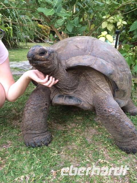 Landschilkröte auf dem Hotelgelände von Emerald cove